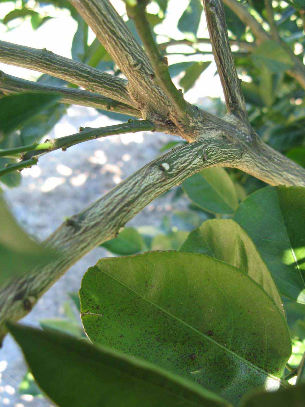              Second - third year twig (Winter Haven, FL)       